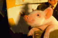 La película Babe, el cerdito valiente es un clásico de la década del 90