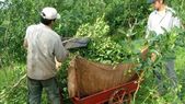 Los productores reclaman al menos $500 por kilo de hoja verde cosechada, pero por la desregulación la industria paga entre 250 y 300 pesos el kilo.&nbsp;