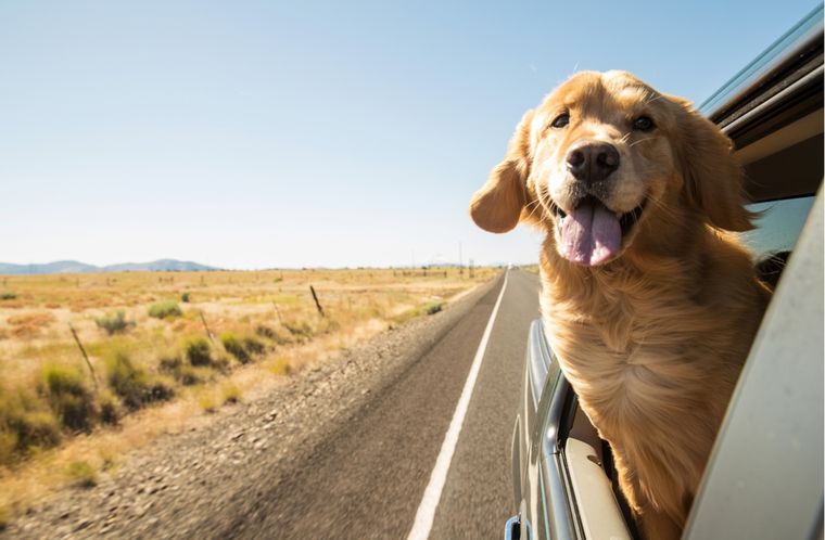 Mascotas Consejos para viajar con animales Foto: Shutterstock