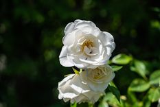 El especialista en plantas describió una serie de plantas que nos pueden servir para armar nuestro cantero para alentar a la Selección Foto: Freepik