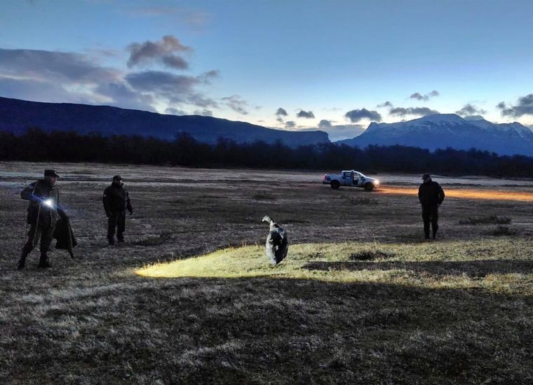 Los agentes lo encontraron mientras desarrollaban patrullas motorizadas por una zona de montañas. Foto: Gendarmería Nacional Argentina