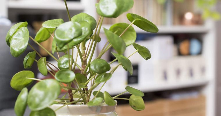 Una planta de la abundancia.