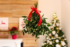 Navidad Cómo cuidar el muérdago y hacer que crezca en tu jardín Foto: Shutterstock