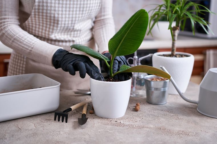 En pocos segundos podrás reproducir el gomero del jardín Foto: Shutterstock