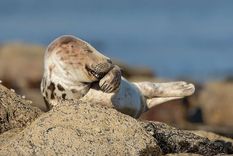 Una foca gris, bautizada como Mister Giggles (Señor Risueño), capturada por Martina Novotna en Ravenscar, Reino Unido. Foto: MARTINA NOVOTNA