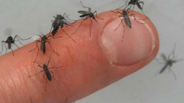 En San Luis confirmaron el primer caso de dengue autóctono