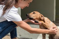 Los perros suelen tomar alocadas decisiones. Foto: Archivo