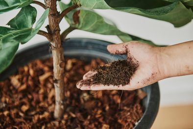 MDZol | El especialista en plantas, Luis Canziani, brindó una serie de recomendaciones sobre las tareas a realizar en esta época. Foto: SHUTTERSTOCK