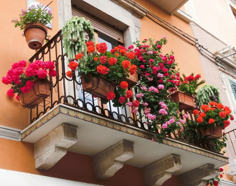 Con este truco casero tu geranio se llenará de flores. Foto: Shutterstock