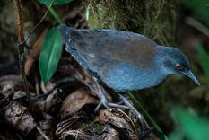 Cómo regresó el ave perdida es un misterio.