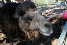 Todavía quedan 16 camellos en el Ecoparque de Mendoza
