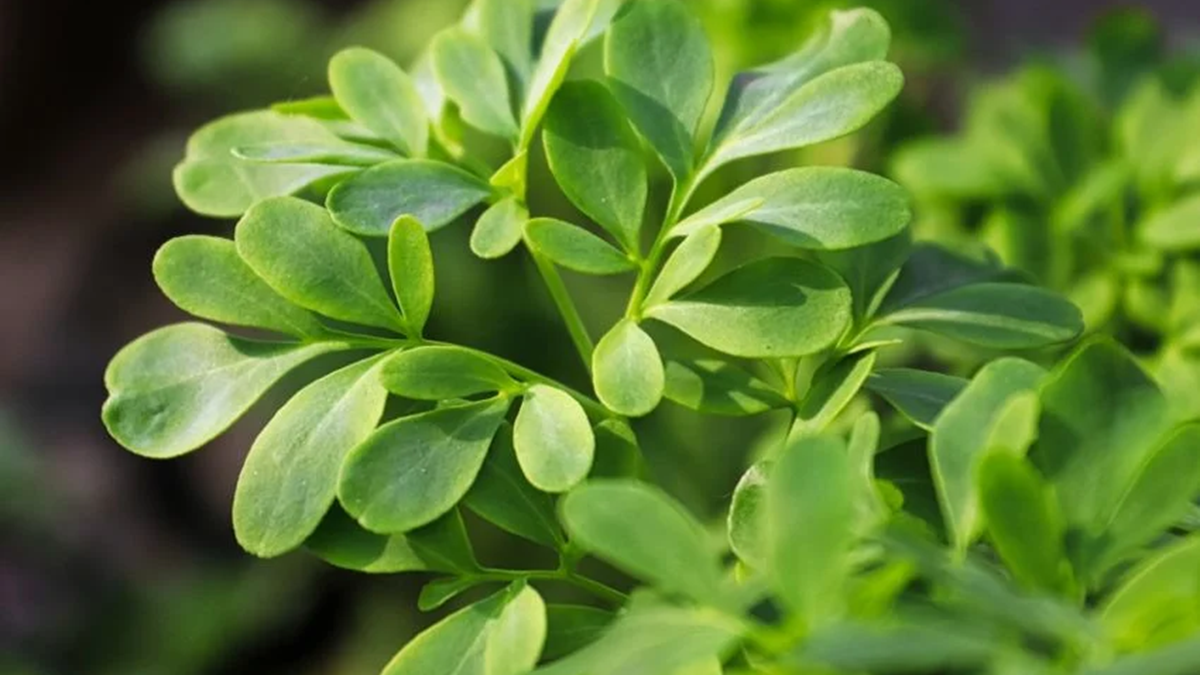 Así puedes revivir la planta de ruda con dos ingredientes de cocina