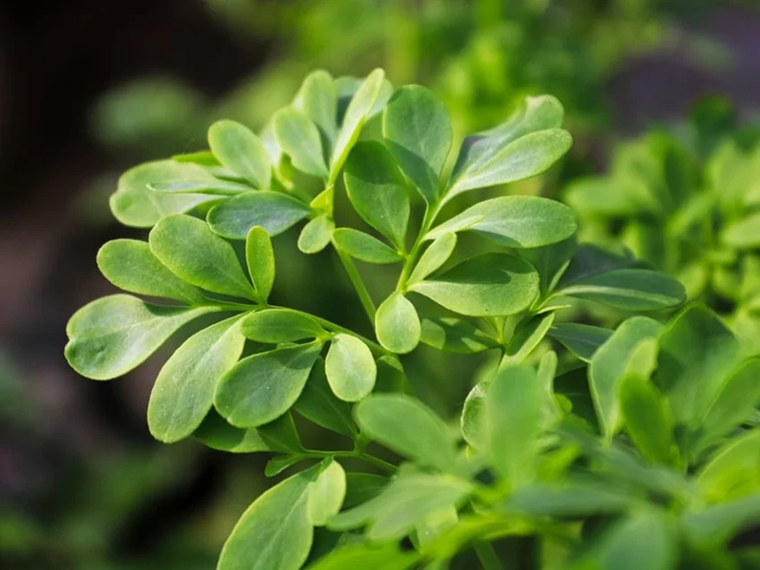 Dónde colocar una planta de ruda para atraer abundancia, según el Feng Shui La ruda es originaria del sur de Europa. Foto: Freepik