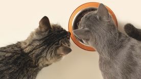Las comidas que podés compartir con tu gato. Foto: Shutterstock