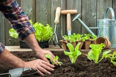 La lechuga romana es un cultivo adecuado para crecer en macetas como parte de una huerta. Foto: SHUTTERSTOCK