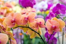 JARDÍN Las orquídeas u orquidáceas son una familia de plantas monocotiledóneas que se distinguen por la complejidad de sus flores Foto: SHUTTERSTOCK