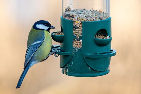 Cómo alimentar a un ave cuando hace frío. Cómo alimentar a un ave cuando hace frío.