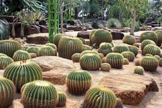 Paisajismo adaptado La xerojardinería es la mejor aliada de los climas secos Foto: Jardineriaon.com