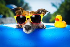 Bañar a los perros en verano es clave para evitar que sufran el calor Foto: Shutterstock Bañar a los perros en verano es clave para evitar que sufran el calor Foto: Shutterstock
