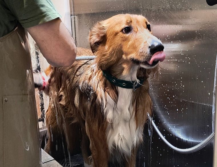 Lavedog se llama el emprendimiento que ofrece un habitáculo donde bañar y secar a tus perros en el barrio de Flores, en Buenos Aires.
