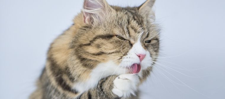 Estos felinos intentan acicalarte a través de este comportamiento Foto: Shutterstock