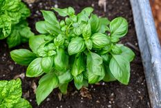 Albahaca La planta que atraerá el dinero. Foto: Fuente: Shutterstock