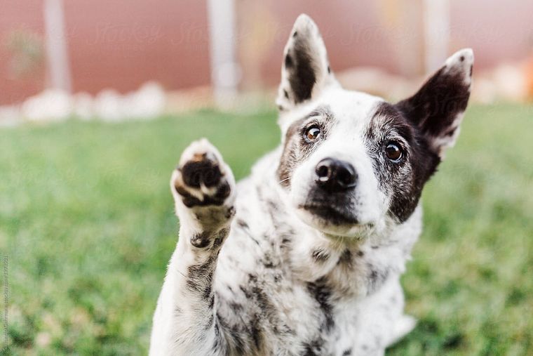 Tu perro aprenderá a darte la pata siguiendo estos sencillos pasos Foto: stocksy.com