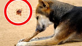 Este repelente casero se realiza con ingredientes de cocina.