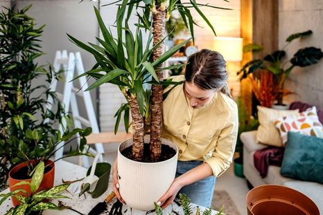 Añade un toque de naturaleza y frescura a tu hogar sin preocupaciones. Foto: Archivo