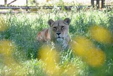 Los animales serán reubicados tras la desarticulación de La Plata