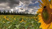 Las exportaciones del complejo girasol son las que mayor expansión tuvieron en la campaña 2024/25 y tienen muy buenas perspectivas para la presente campaña, en función de la menor oferta global y los buenos precios.&nbsp; 
