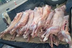 Dos hombres intentaban llevar 30 chivos en auto hasta Río Negro