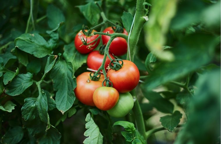 Tomates Consejos para su cultivo Foto: Shutterstock