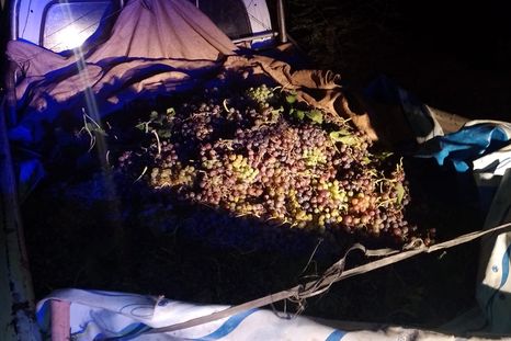 La fruta hallada por los uniformados Foto: Ministerio de Seguridad