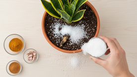 Un error perjudicial para la planta. Fuente: IA Gemini. Un error perjudicial para la planta. Fuente: IA Gemini.