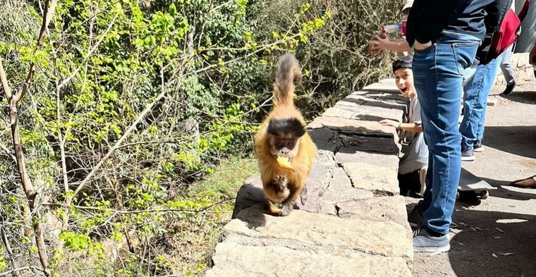 Monos caí o capuchinos suelen andar sueltos por el Cerro de La Gloria. Foto: Gentileza
