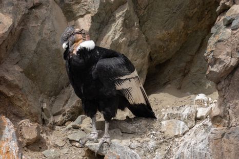 Técnicos registraron un nuevo nido de cóndor andino en el Parque Provincial Tupungato, un hallazgo clave para la conservación. Técnicos registraron un nuevo nido de cóndor andino en el Parque Provincial Tupungato, un hallazgo clave para la conservación.