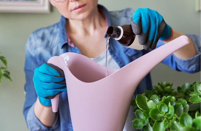 Este truco casero fortalece las plantas y combate hongos en ambientes húmedos del jardín.