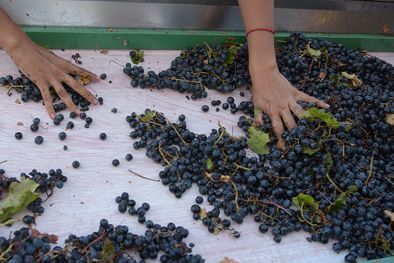 MDZol | Una operaria realiza el despalillado manual sobre la cinta. Foto: Walter Moreno/Mdz