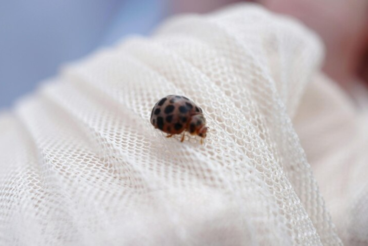 Así puedes evitar las polillas de la ropa Foto: Freepick