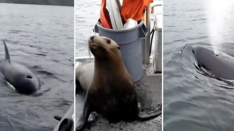 El león marino está en peligro de extinción. Foto: TheDailyDot.