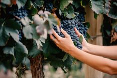 El vino de Salta promete fruta fresca, madura y aromas ideales para la cosecha 2022