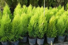 Jardín Cuidados del pino enano Foto: Pinterest