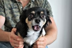 Mascotas Evita que tus perros estén nerviosos ayudándolos de esta manera Foto: Pixabay