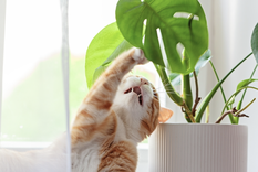 Examinar plantas es una de las actividades favoritas de los gatos Foto: Shutterstock