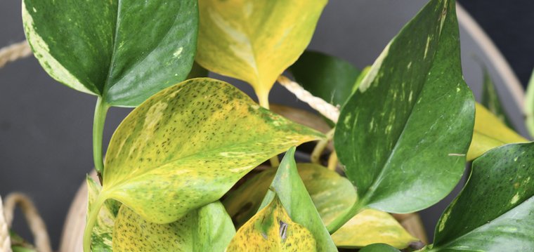 Adiós a las hojas amarillas con este ingrediente de la alacena.&nbsp;