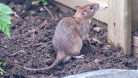 El método sencillo y efectivo para ahuyentar roedores durante el verano. El método sencillo y efectivo para ahuyentar roedores durante el verano.