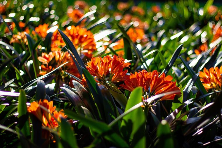 Este secreto hará la clivia se vea más hermosa que nunca Foto: Shutterstock