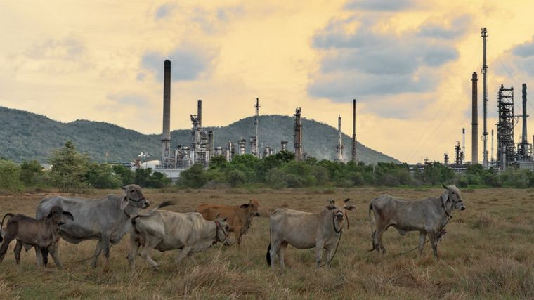 La sexta extinción masiva ya es un hecho. Foto: Sustainhability.