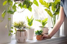 Foto: Apartment Therapy - https://www.apartmenttherapy.com/how-to-clean-artificial-plants-36714699
